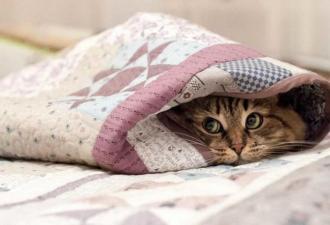 Мистика рыжих котов в доме: значение и приметы Мистические свойства кошек